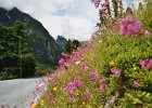 2003060531 balestrand blomster